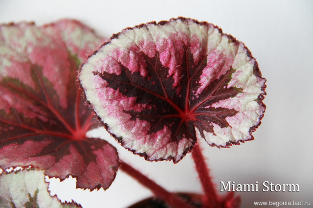 B. ‘Miami Storm’